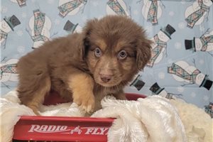 Bodie - puppy for sale