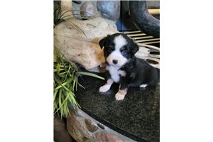 Brianna - puppy for sale