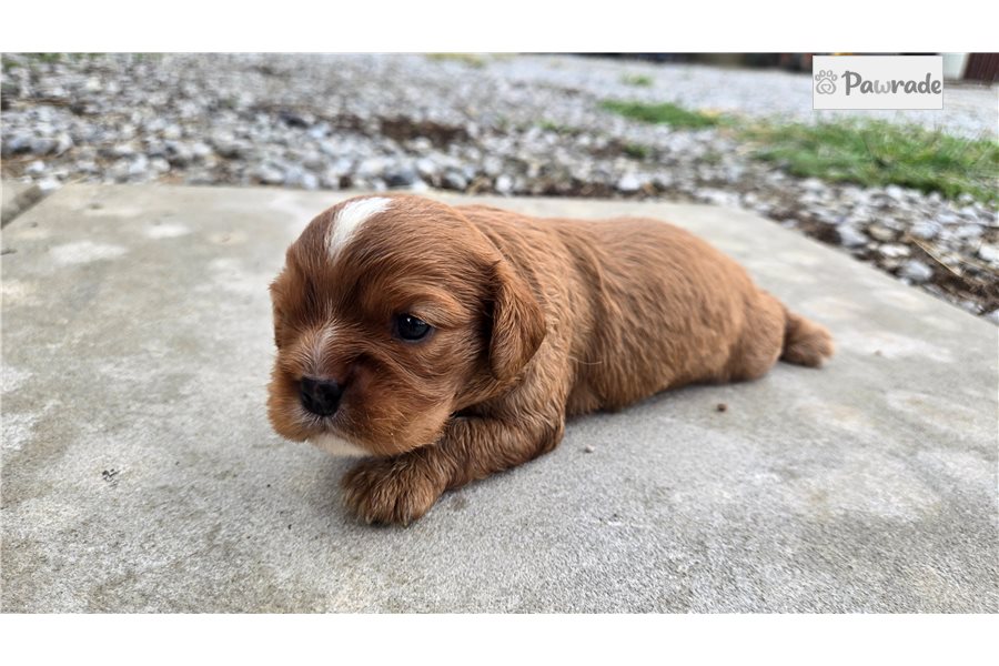 Buster - Cavalier King Charles Spaniel for sale