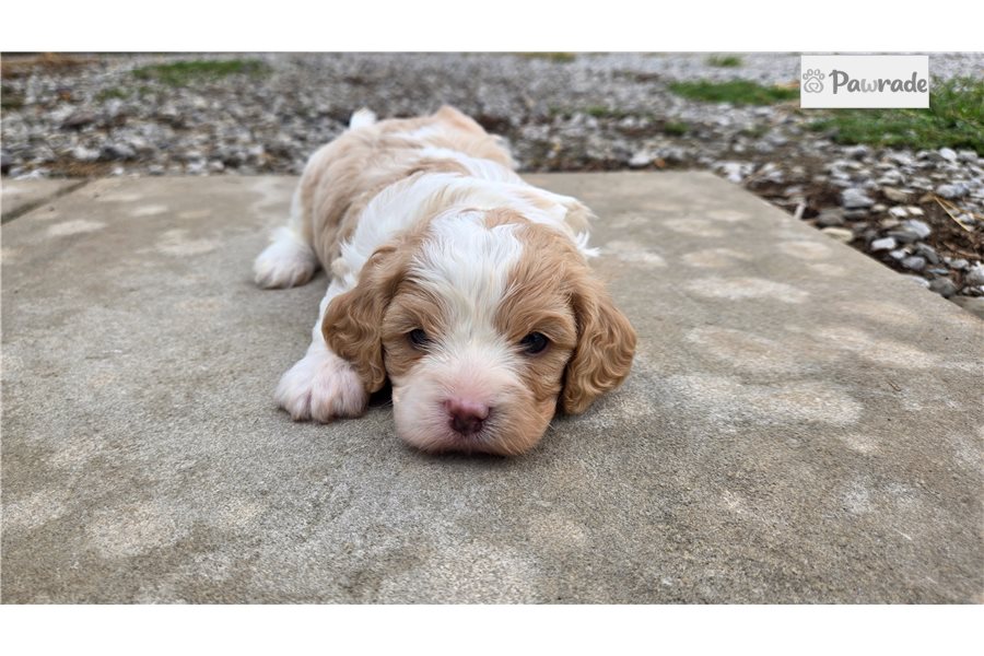 Ashton - Cavapoo for sale