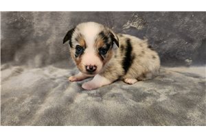 Ferris - puppy for sale