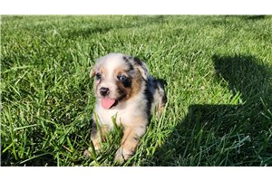 Gronk - puppy for sale