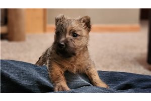 Connery - Cairn Terrier for sale