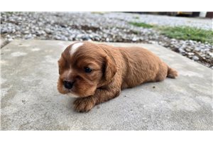 Buster - Cavalier King Charles Spaniel for sale