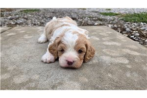 Ashton - Cavapoo for sale