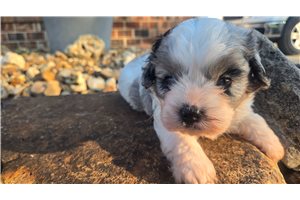 Owen - Cavapoo for sale