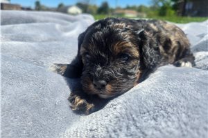 Maverick - Cavapoo for sale