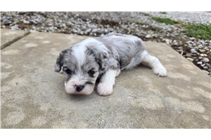 Alistair - puppy for sale