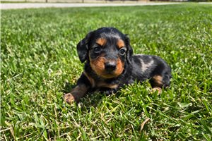 Matthew - Dachshund, Mini for sale