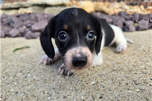 Everly - puppy for sale