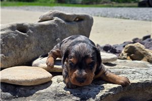 Mateo - Dachshund, Mini for sale