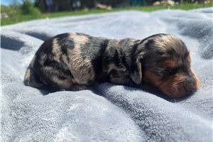 Mateo - puppy for sale