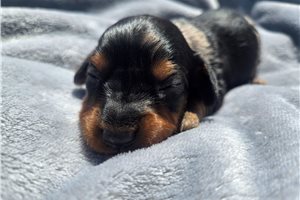 Matthew - Dachshund, Mini for sale