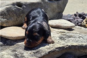 Matthew - Dachshund, Mini for sale