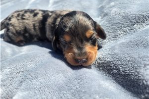 Michael - puppy for sale