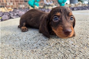 Kenneth - Dachshund, Mini for sale