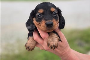Matthew - Dachshund, Mini for sale
