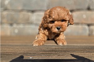 Alvin - Shih-Poo - Shihpoo for sale