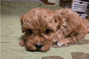 Alvin - Shih-Poo - Shihpoo for sale