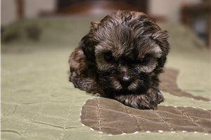 Annabell - Shih-Poo - Shihpoo for sale