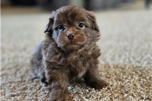 Nicolas - Shih-Poo - Shihpoo for sale