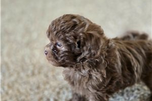 Nole - Shih-Poo - Shihpoo for sale
