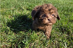 Niles - Shih-Poo - Shihpoo for sale