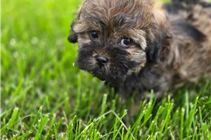 Alistair - Shih-Poo - Shihpoo for sale