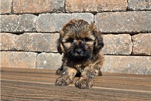 Alfred - Shih-Poo - Shihpoo for sale