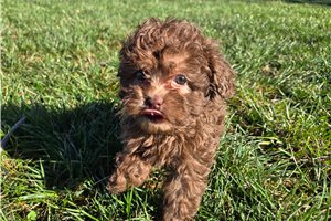 Nole - Shih-Poo - Shihpoo for sale