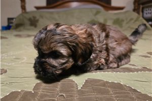Alfred - Shih-Poo - Shihpoo for sale