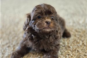 Nadine - Shih-Poo - Shihpoo for sale