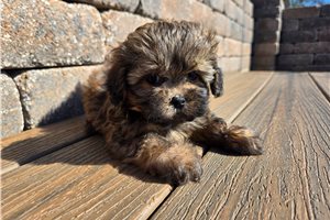Annabell - Shih-Poo - Shihpoo for sale