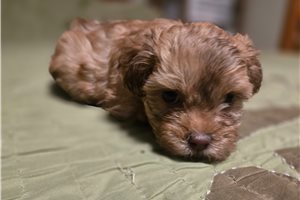 Alto - Shih-Poo - Shihpoo for sale