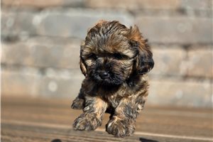 Alfred - Shih-Poo - Shihpoo for sale