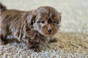 Nicolas - Shih-Poo - Shihpoo for sale