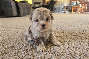 Norman - puppy for sale