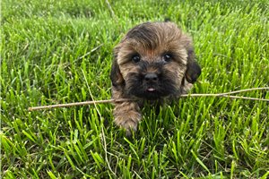 Alfred - Shih-Poo - Shihpoo for sale