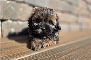 Alistair - Shih-Poo - Shihpoo for sale