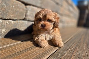 Alto - Shih-Poo - Shihpoo for sale
