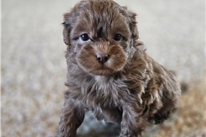 Nole - Shih-Poo - Shihpoo for sale