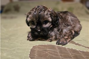 Alistair - Shih-Poo - Shihpoo for sale
