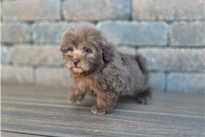 Nicolas - Shih-Poo - Shihpoo for sale