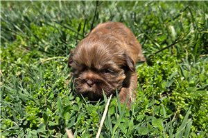 Mila - Shih Tzu for sale