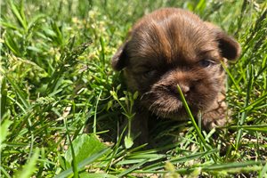 Mila - puppy for sale