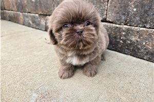 Miles - Shih Tzu for sale