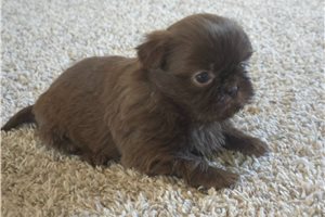 Marlin - puppy for sale