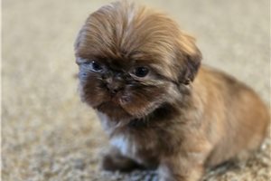 Memphis - Shih Tzu for sale