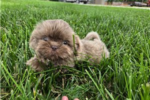 Miles - Shih Tzu for sale