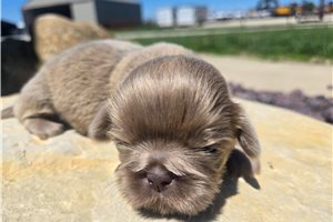 Miles - Shih Tzu for sale